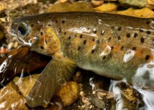 trout