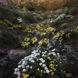 The Colors of the Summer Desert by WAYNE SUGGS"