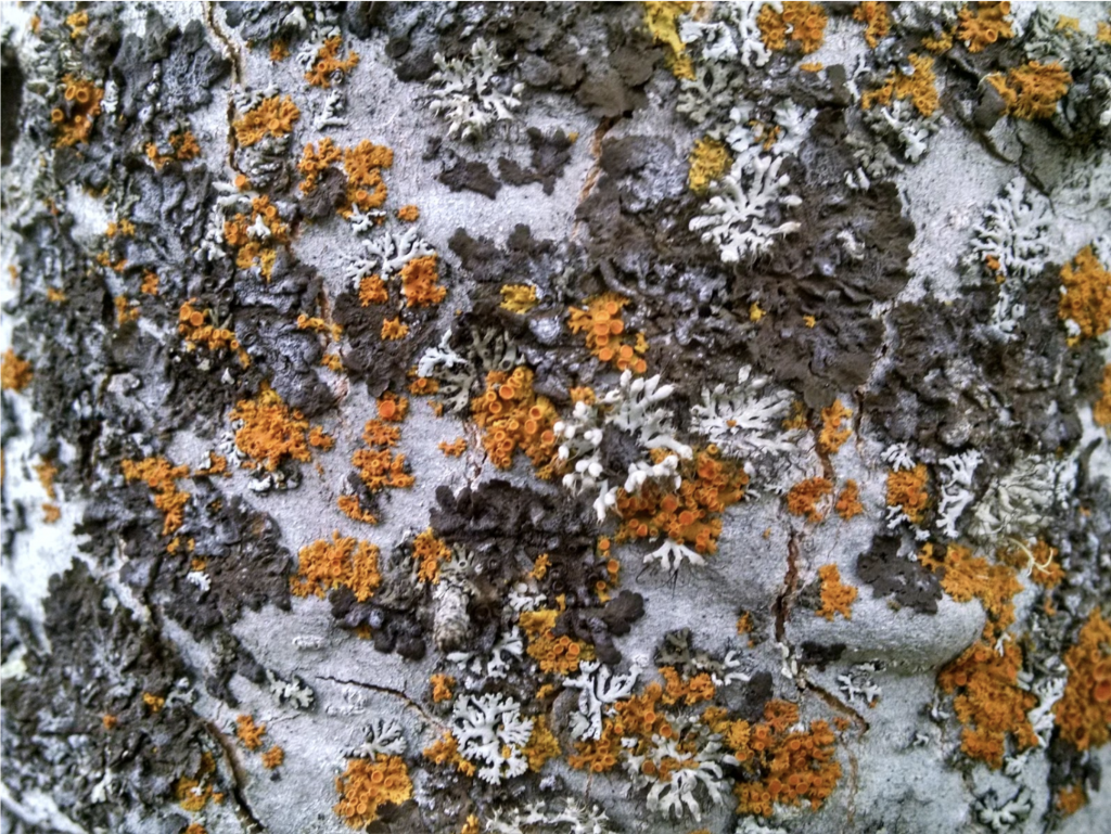 Lichen