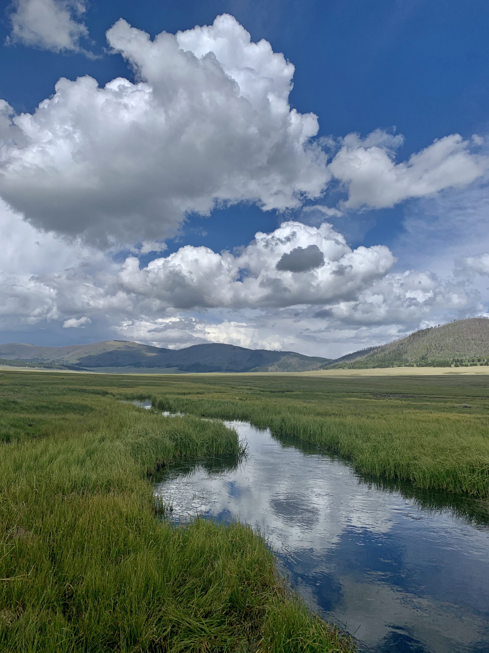 Monitoring reveals hundreds of livestock trespassing in Valles Caldera National Preserve  