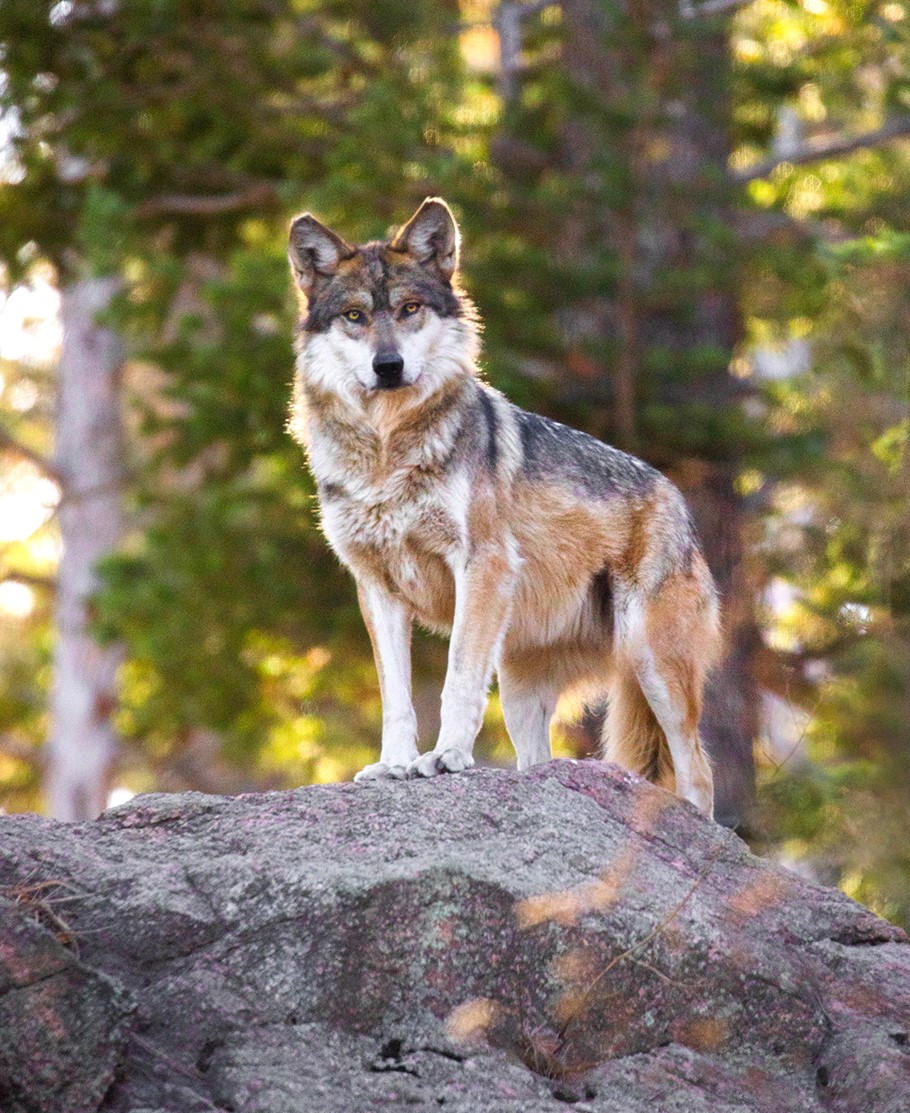 U.S. Fish and Wildlife Service ordered to address poaching in Mexican wolf recovery plan