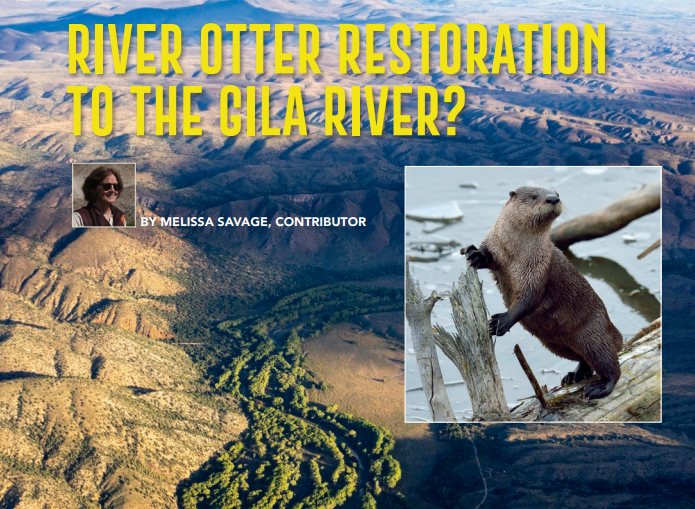 River Otter Restoration to the Gila River?