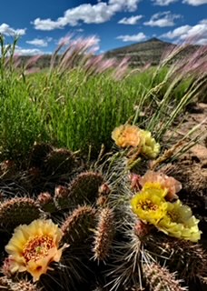 Resolution Passed to Support the Permanent Preservation of the Caja Del Rio Cultural Landscape & Wildlife Area