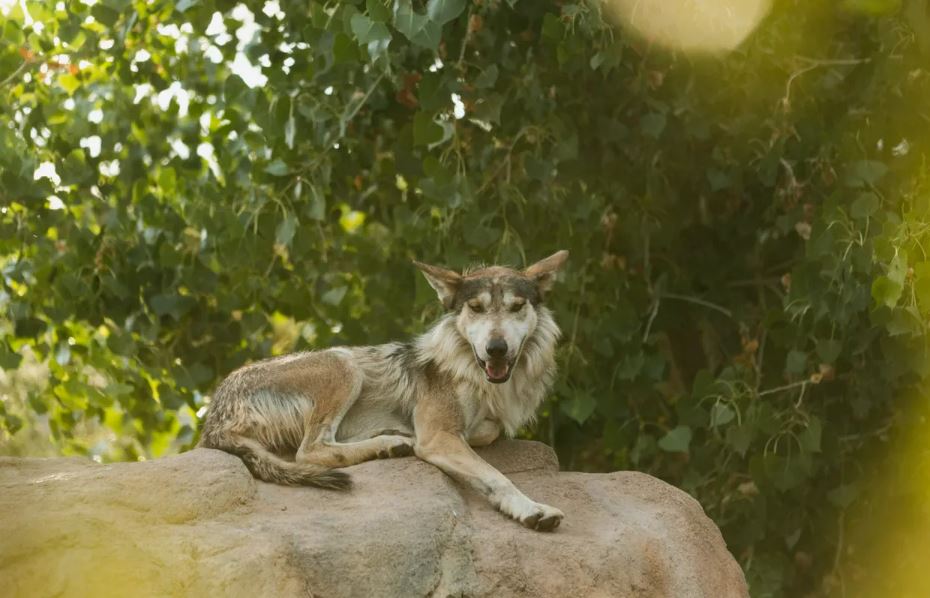 Lobo population cap lifted, but environmentalists say new rules don’t go far enough