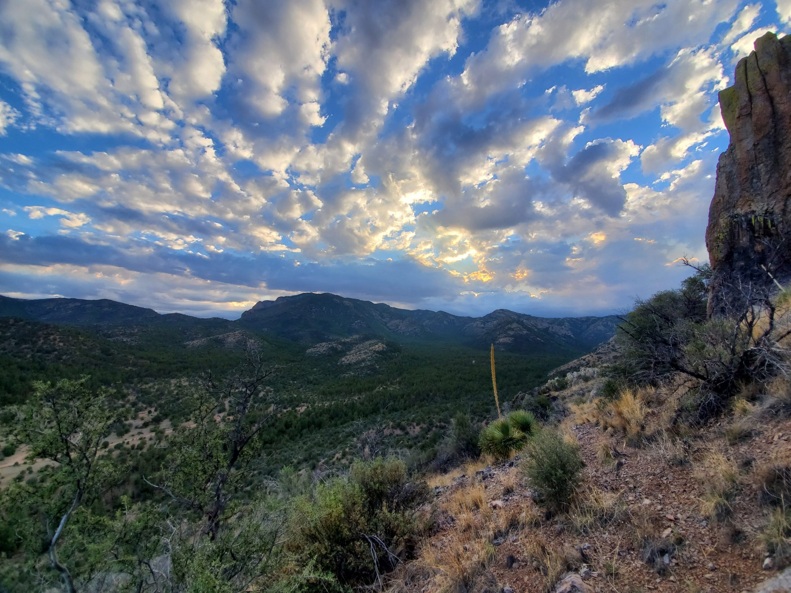 Carson, Cibola, and Santa Fe National Forests Miss Critical Opportunity to Prioritize Conservation in Updated Land Management Plans 