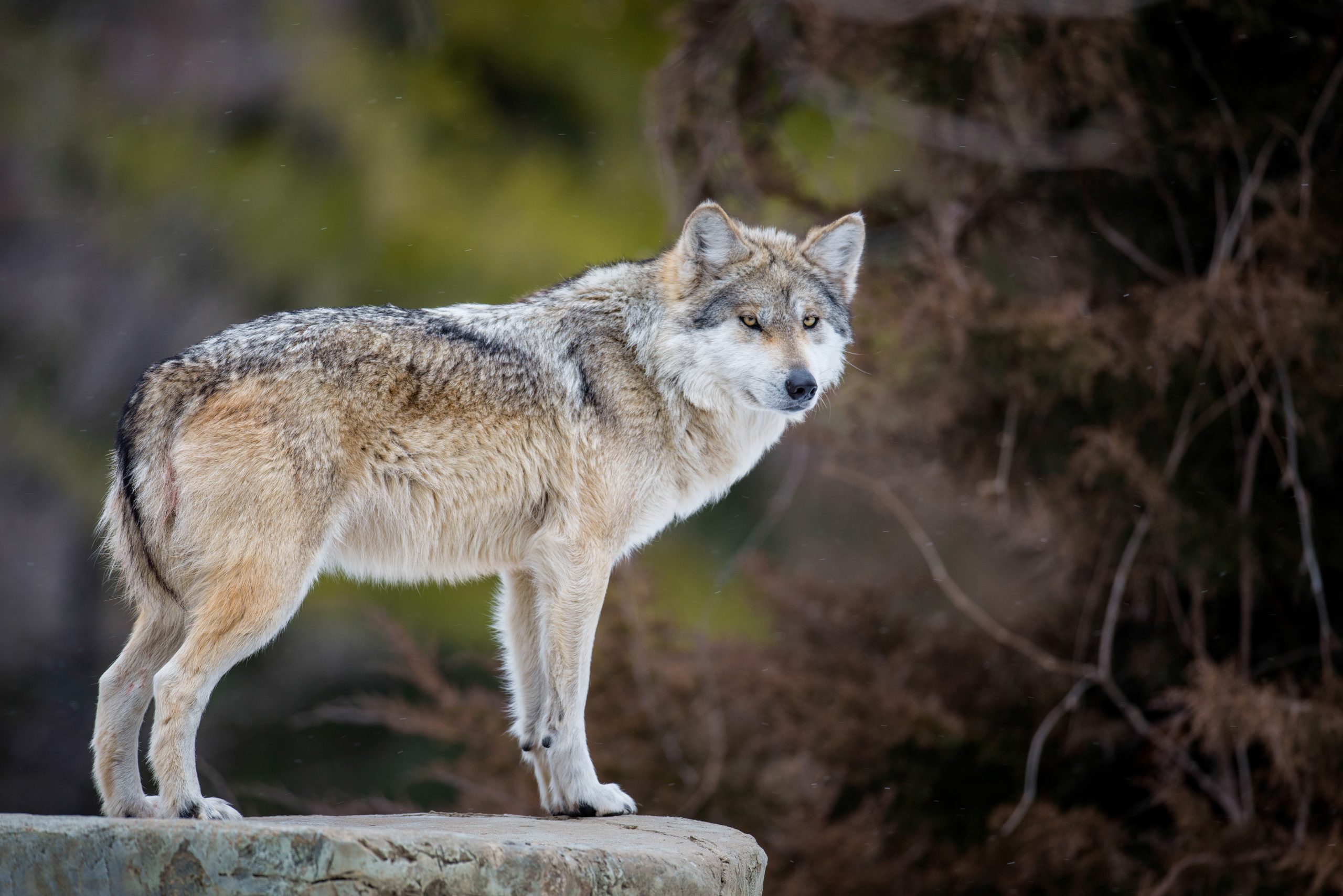 Lone wolf no more: Mr. Goodbar now traveling with single female near Gila forest