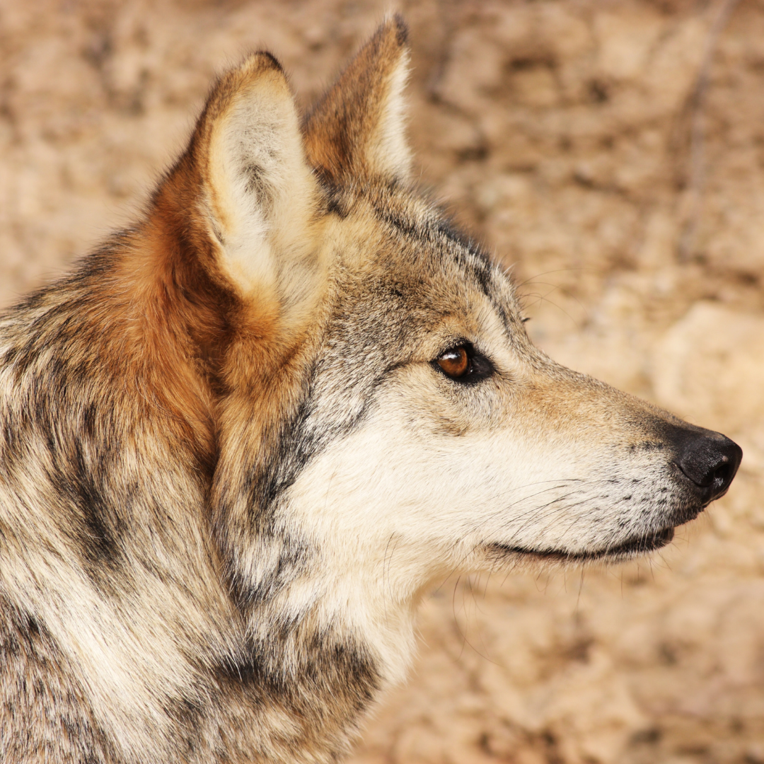 Lawsuit Launched to Challenge New Federal Rule that Fails to Recover Mexican Gray Wolves
