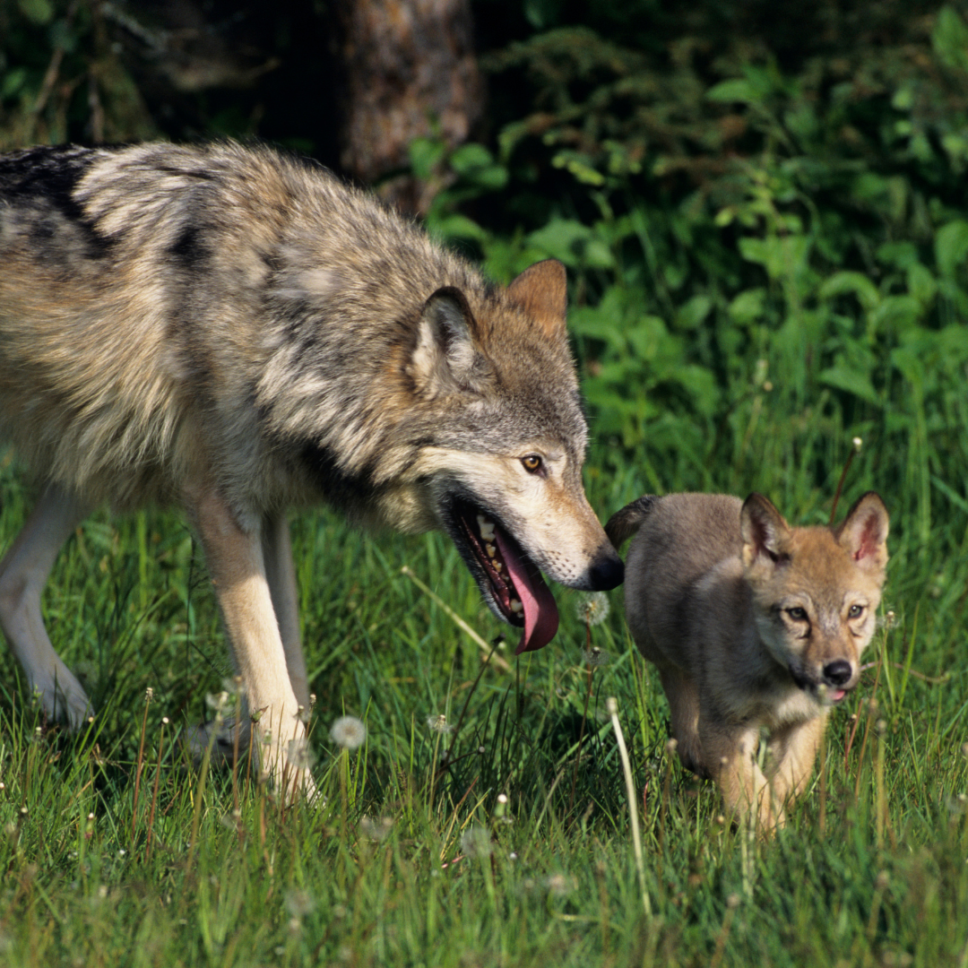 Wildlife Advocates Challenge U.S. Fish and Wildlife Service Over Rule that Fails Endangered Mexican Gray Wolves