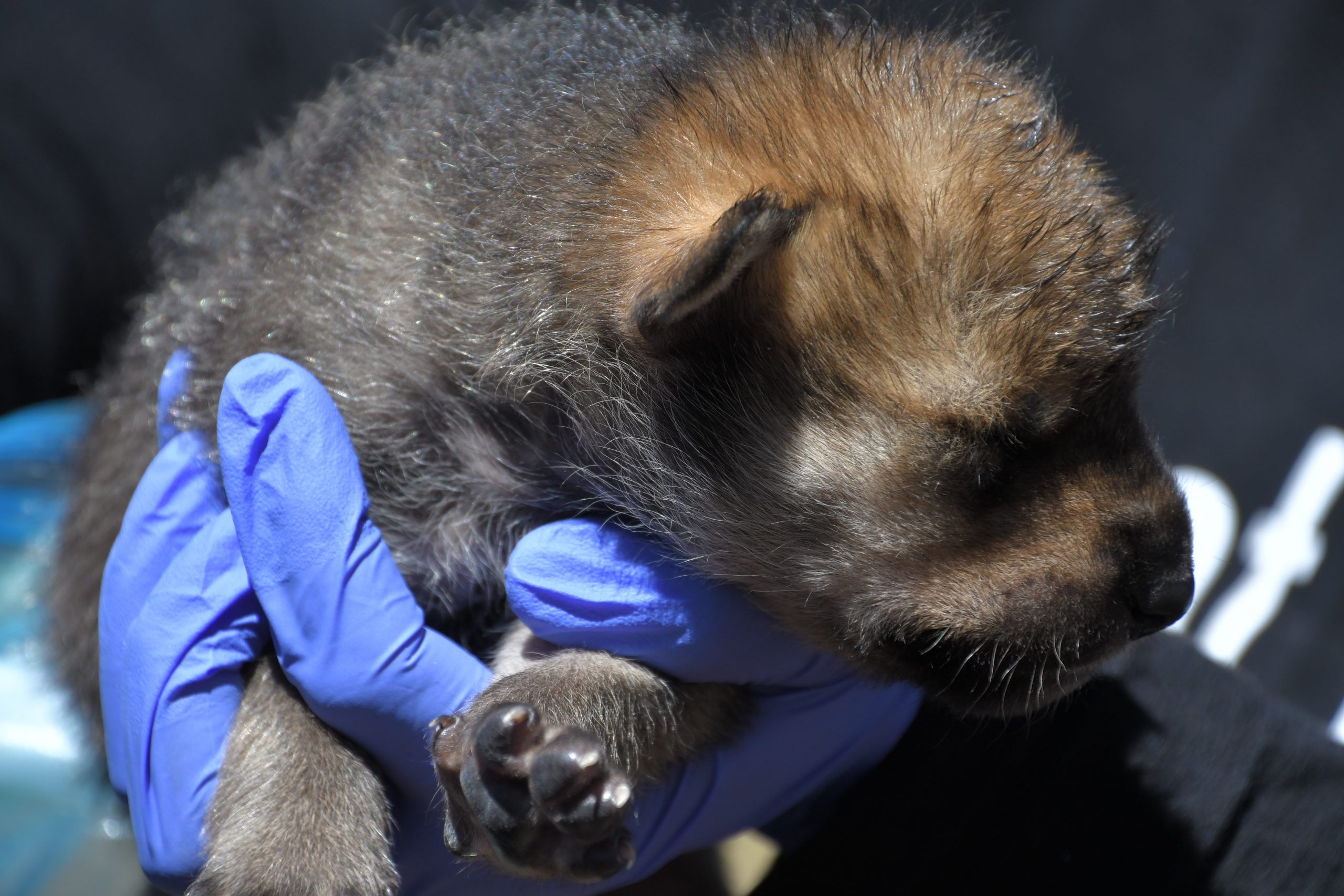 ABQ BioPark Mexican Wolf family becomes first international pack release