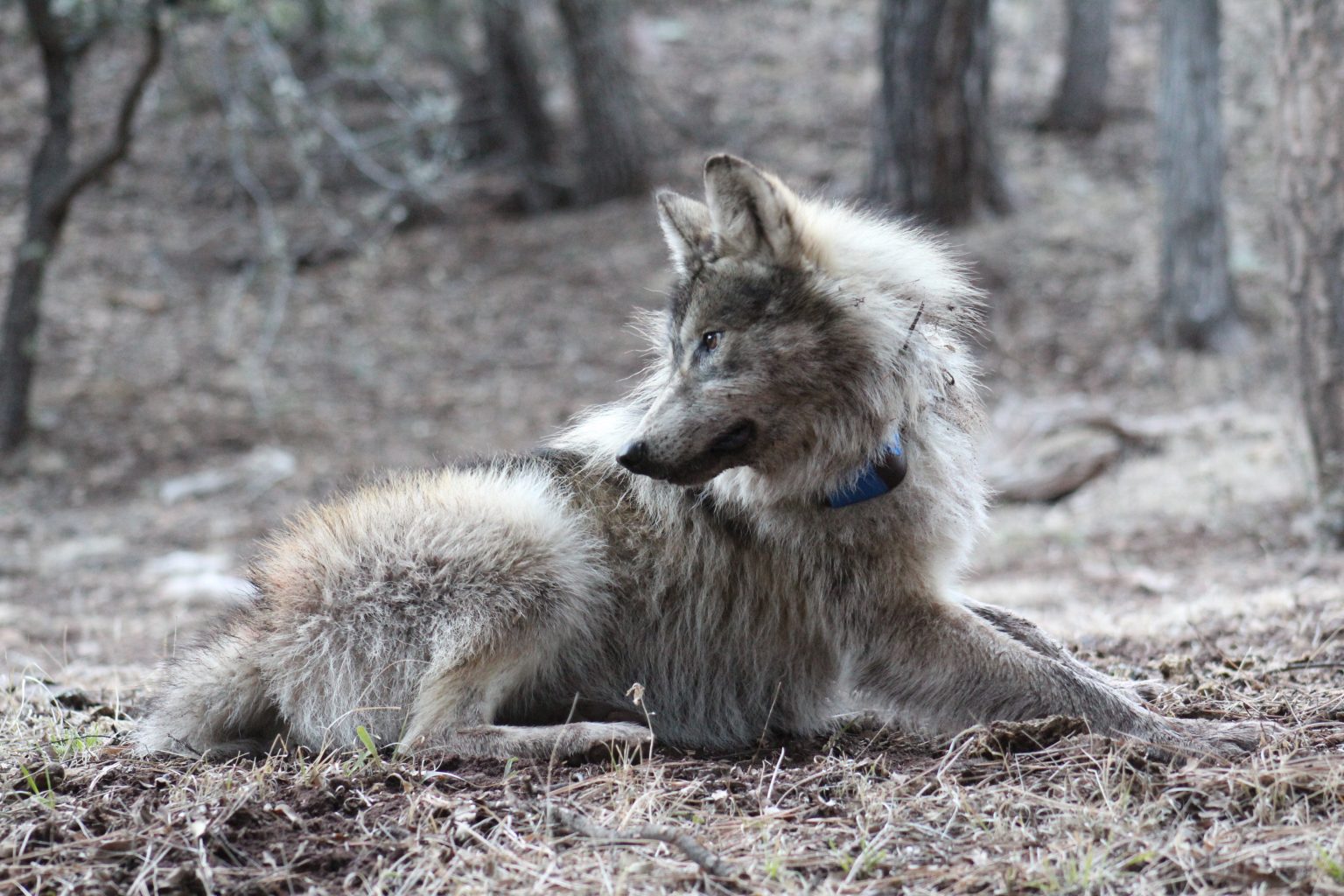 ABQ BioPark Mexican Wolf family first international pack