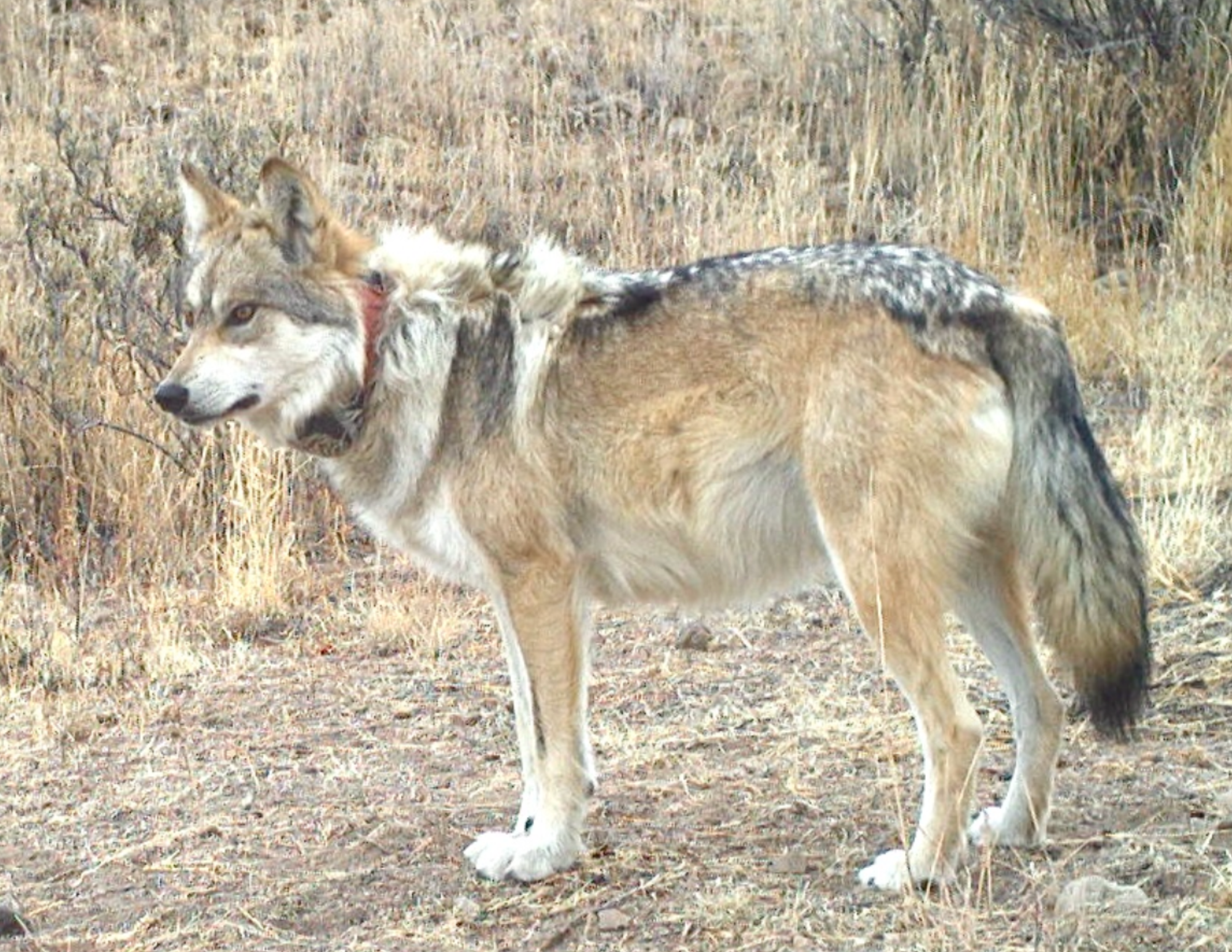 Reward Offered For Information Leading to Conviction of Killer in Mexican Gray Wolf Death