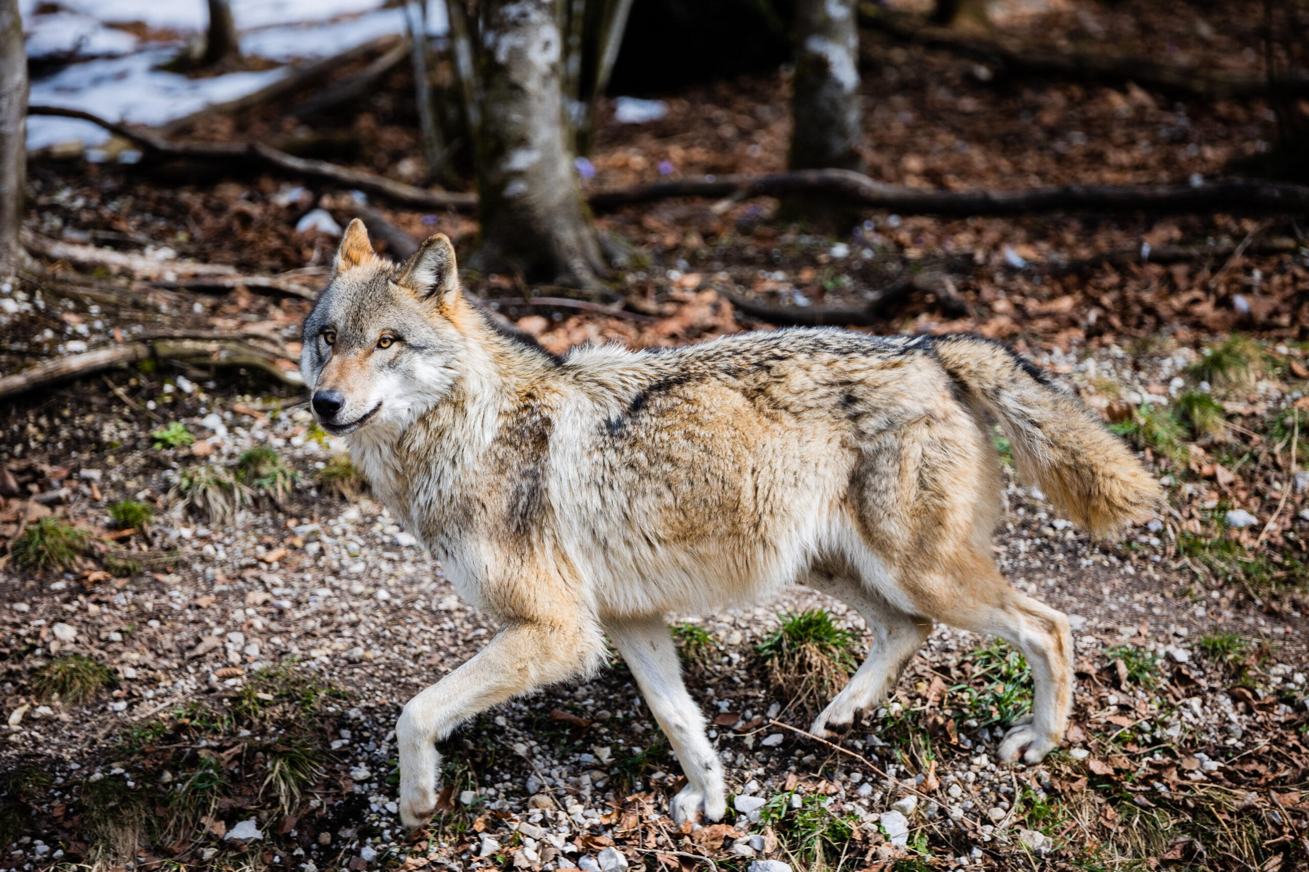 Asha, wandering Mexican wolf captured near Taos last winter, returned to wild