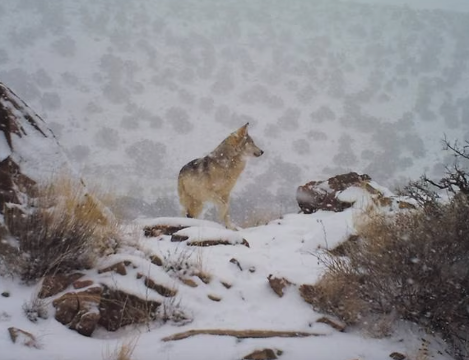 Asha’s Journey: The Captivating Northward Migration of an Endangered Mexican Gray Wolf Comes to a Premature End