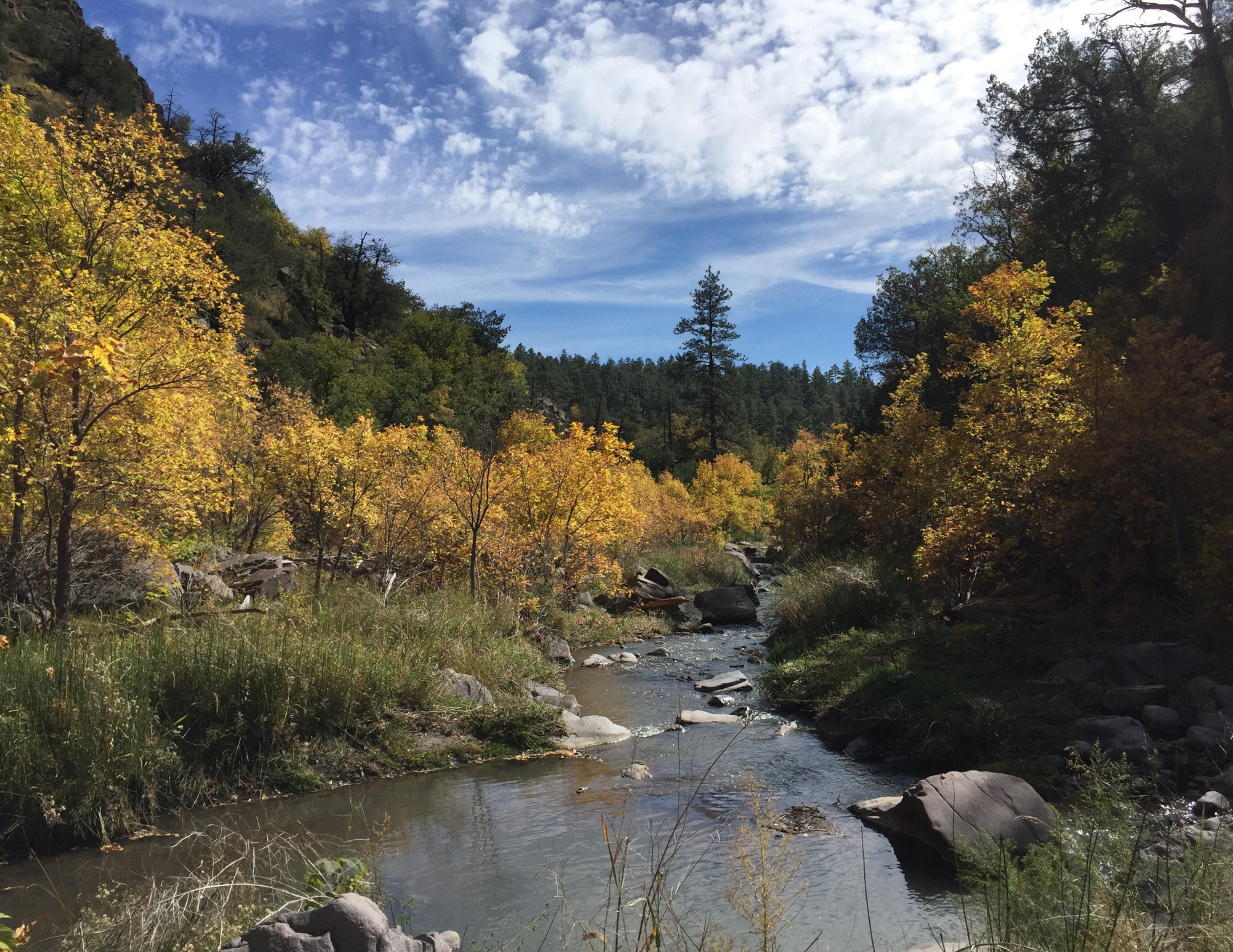 Thousands of New Mexicans Support the Removal of Destructive Feral Cattle from the Gila Wilderness