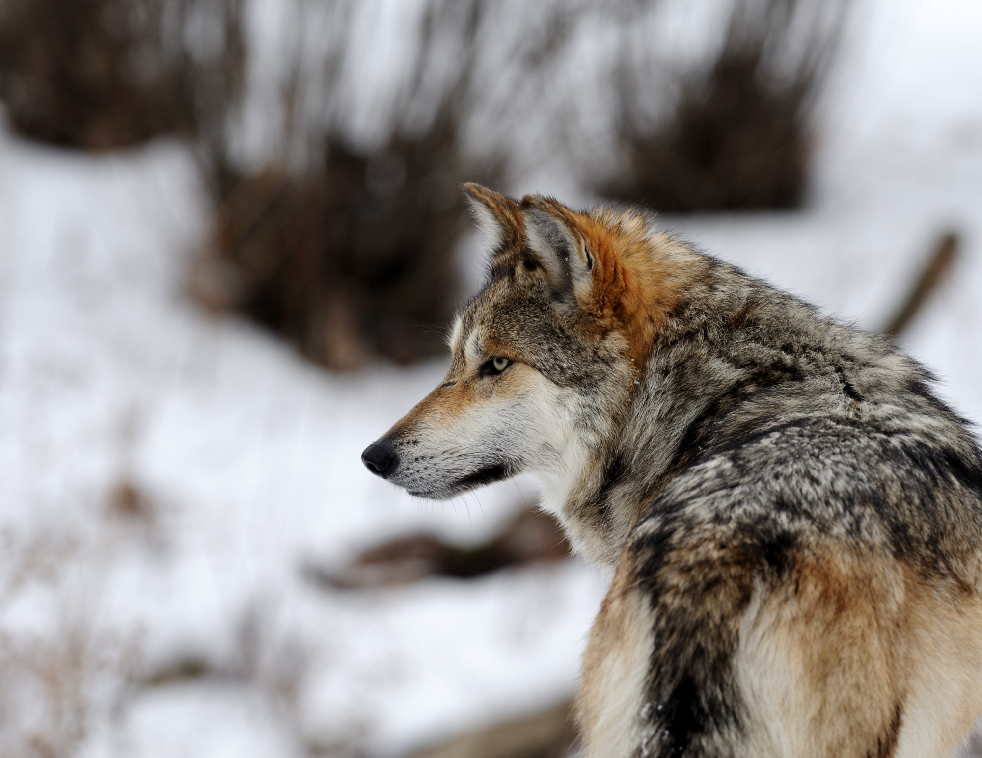 Mexican gray wolf located east of Taos