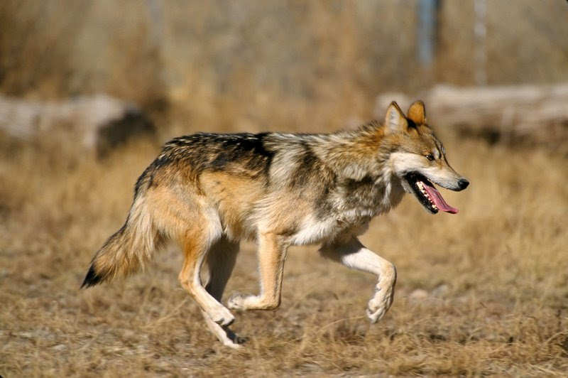 Mexican wolf crosses I-40 boundary in New Mexico