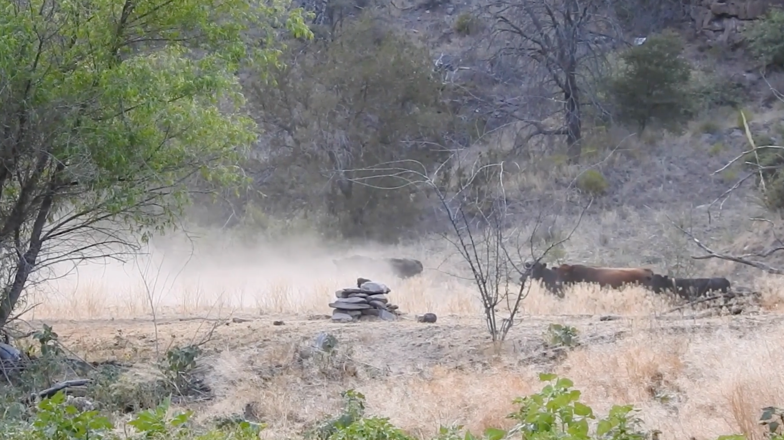 New Mexicans Overwhelmingly Support the Removal of Feral Cattle from the Gila Wilderness; Thank Gila National Forest for Taking Necessary Action 