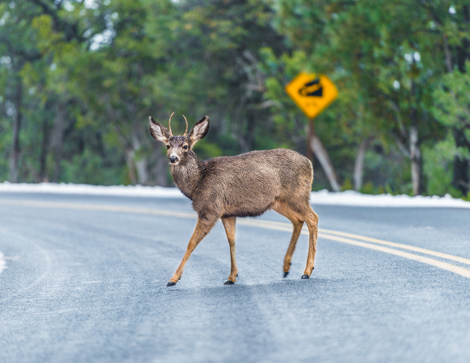 Bill to fund large game animal crossings advances