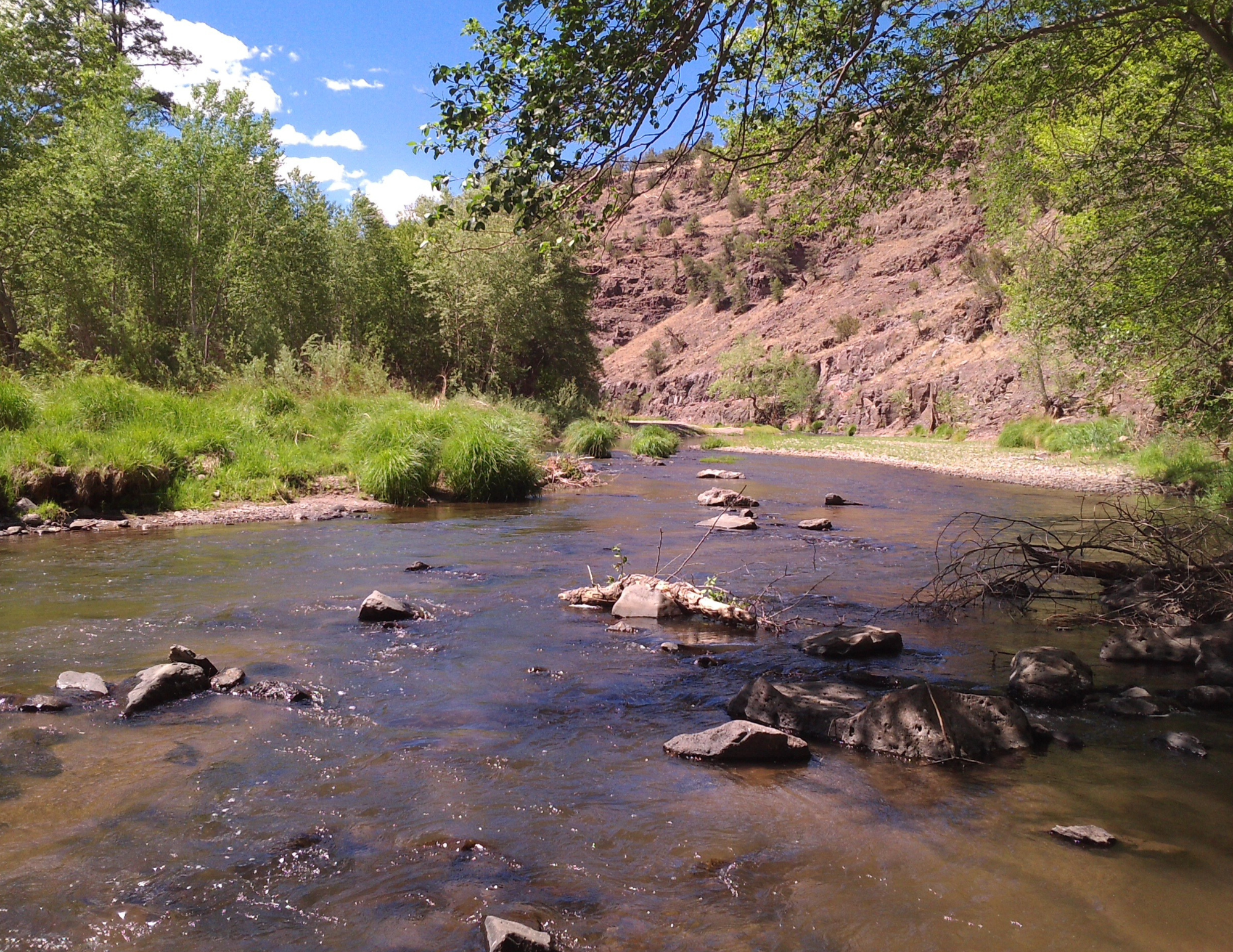 Update on the Removal of Feral Cattle in the Gila Wilderness