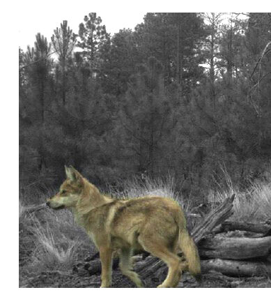 Government Agents Kill Endangered Mexican Gray Wolf Father, Threatening Pack’s Survival