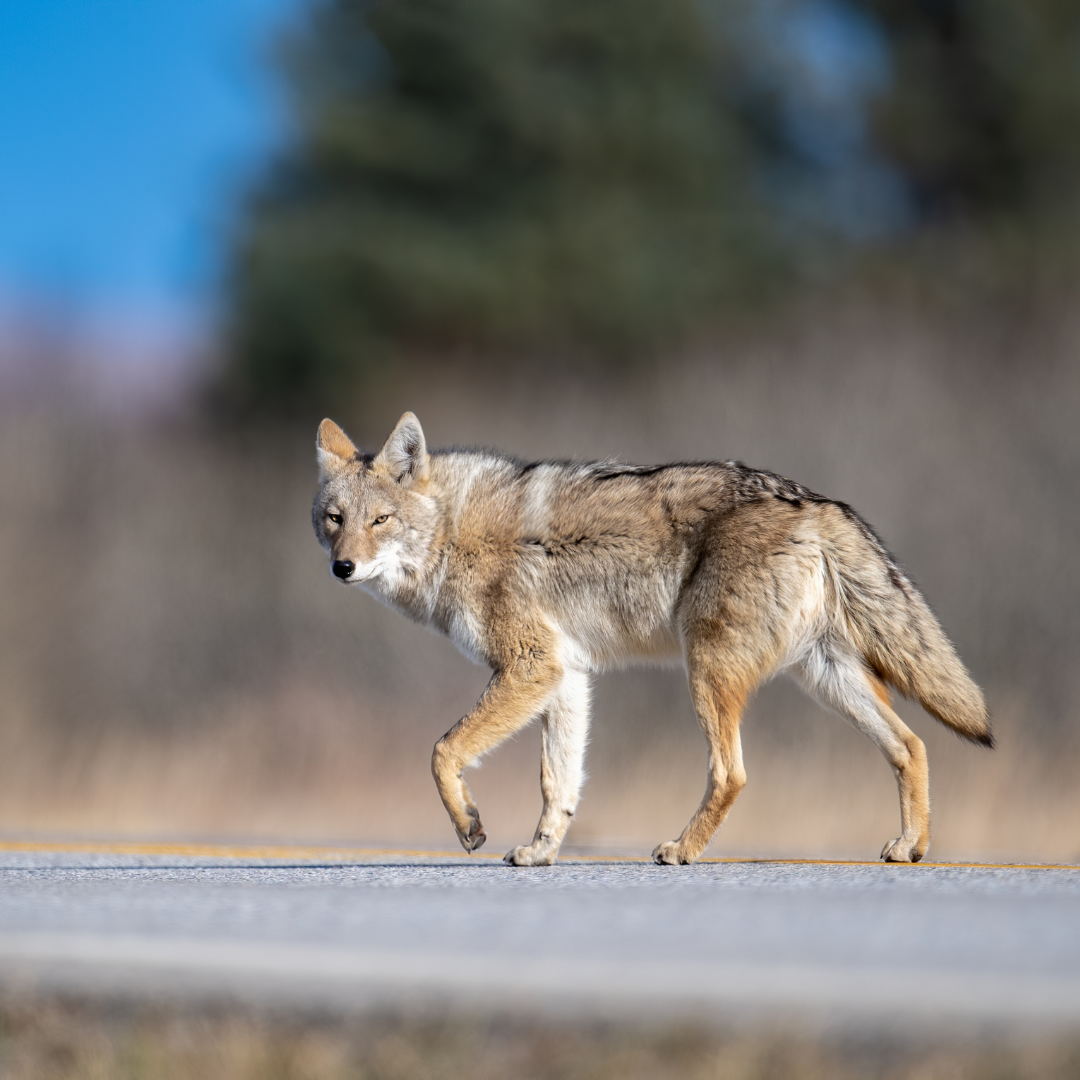 Governor Signs Bill To Create Wildlife Crossing Fund