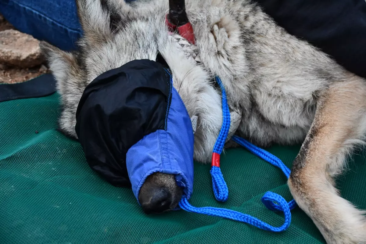 Asha, the lone wolf in northern New Mexico, moved back to Arizona