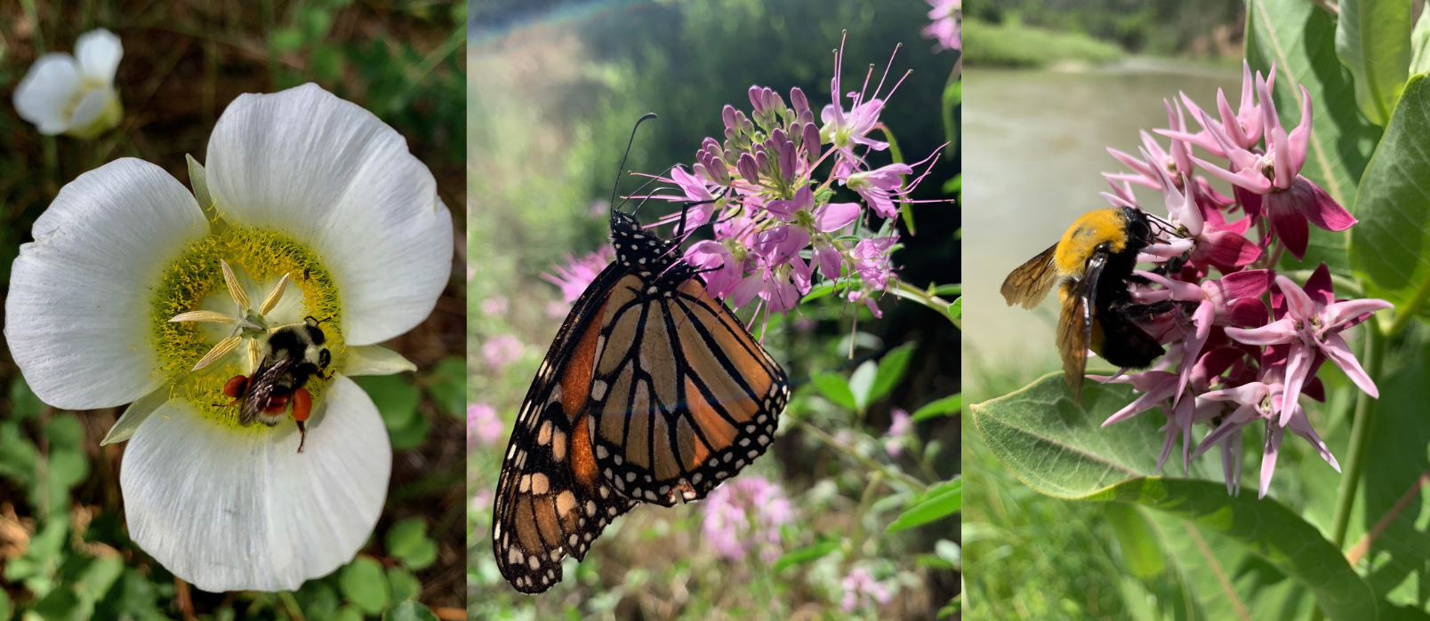 New Mexico Wild Celebrates BLM Decision To Halt Aerial Spraying of Toxic Insecticides Over Rio Chama Watershed