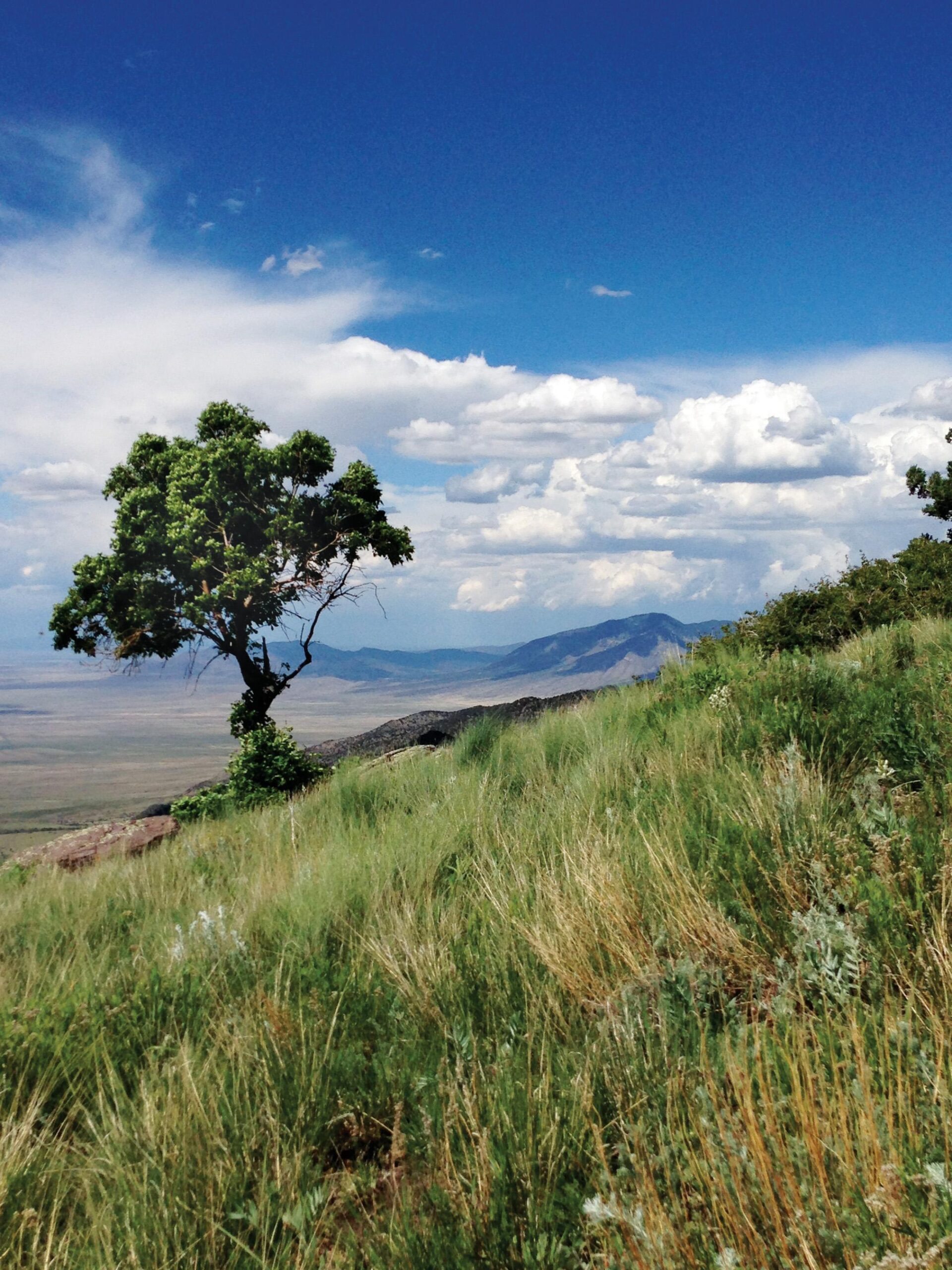 2 day, 1 night Campsite Rehabilitation in the White Mountain Wilderness