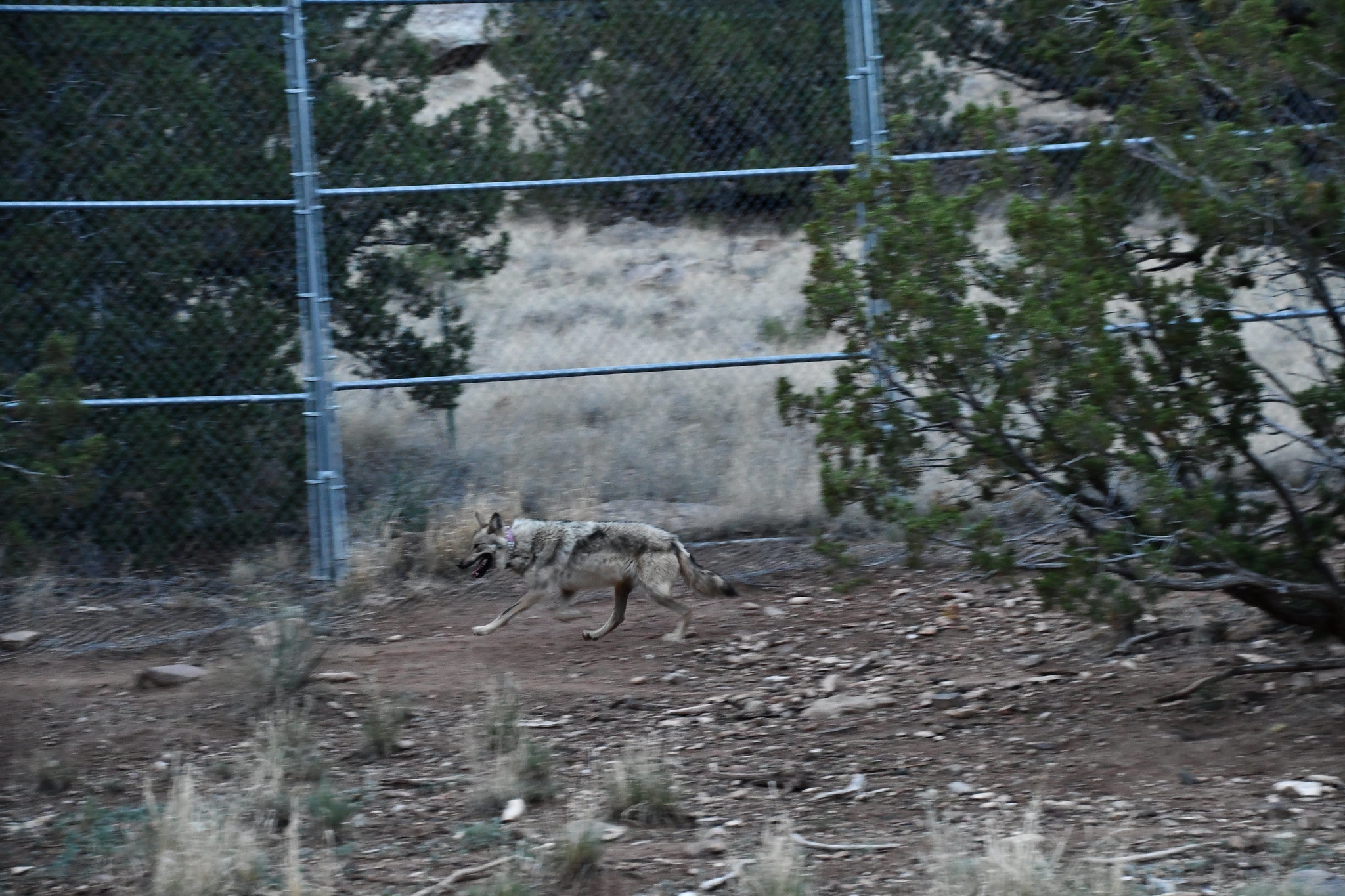 Mexican Gray Wolf Asha Is Roaming North Again