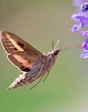 Biologist Dr. David Lightfoot Weighs in on Grasshoppers