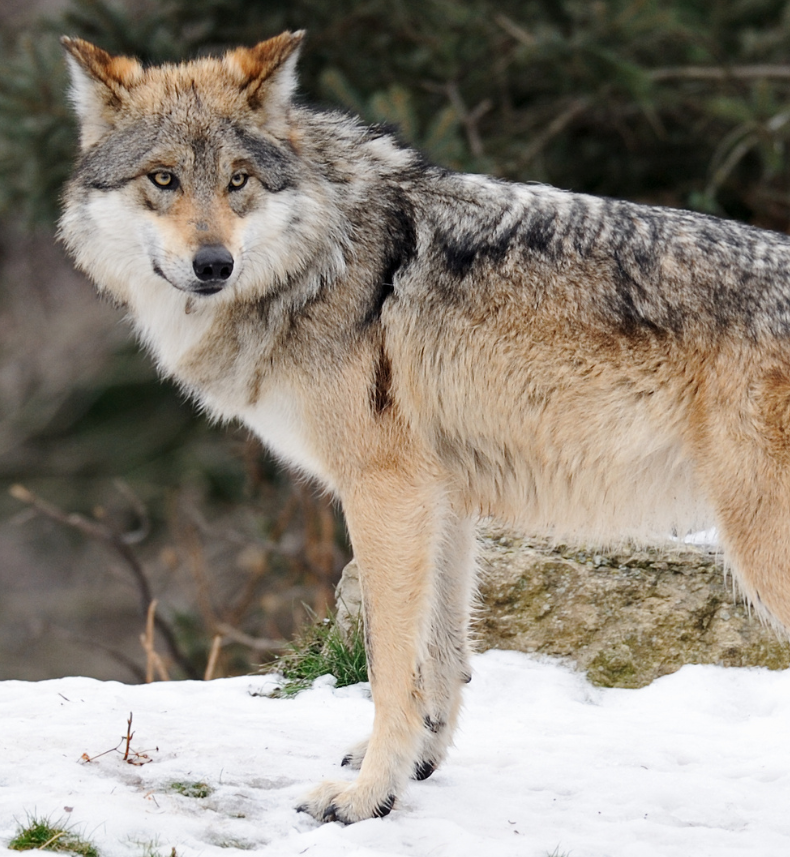 Urge the Biden Administration to Protect Mexican Gray Wolves