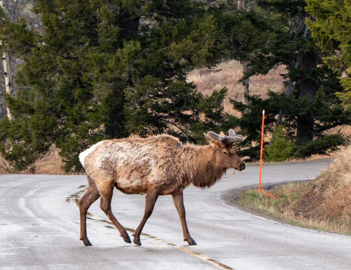 New Mexico Legislature Misses Opportunity to Fund Wildlife Crossings