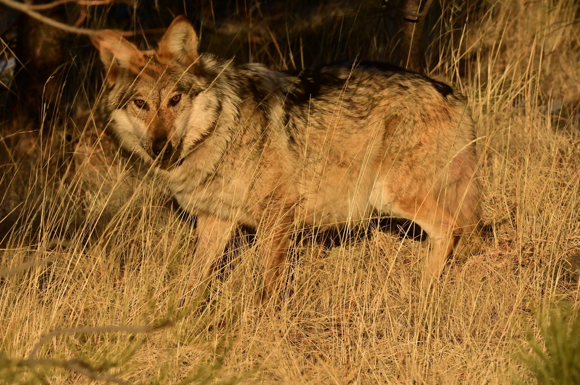 Wandering Wolf “Ella” Found Deceased in New Mexico