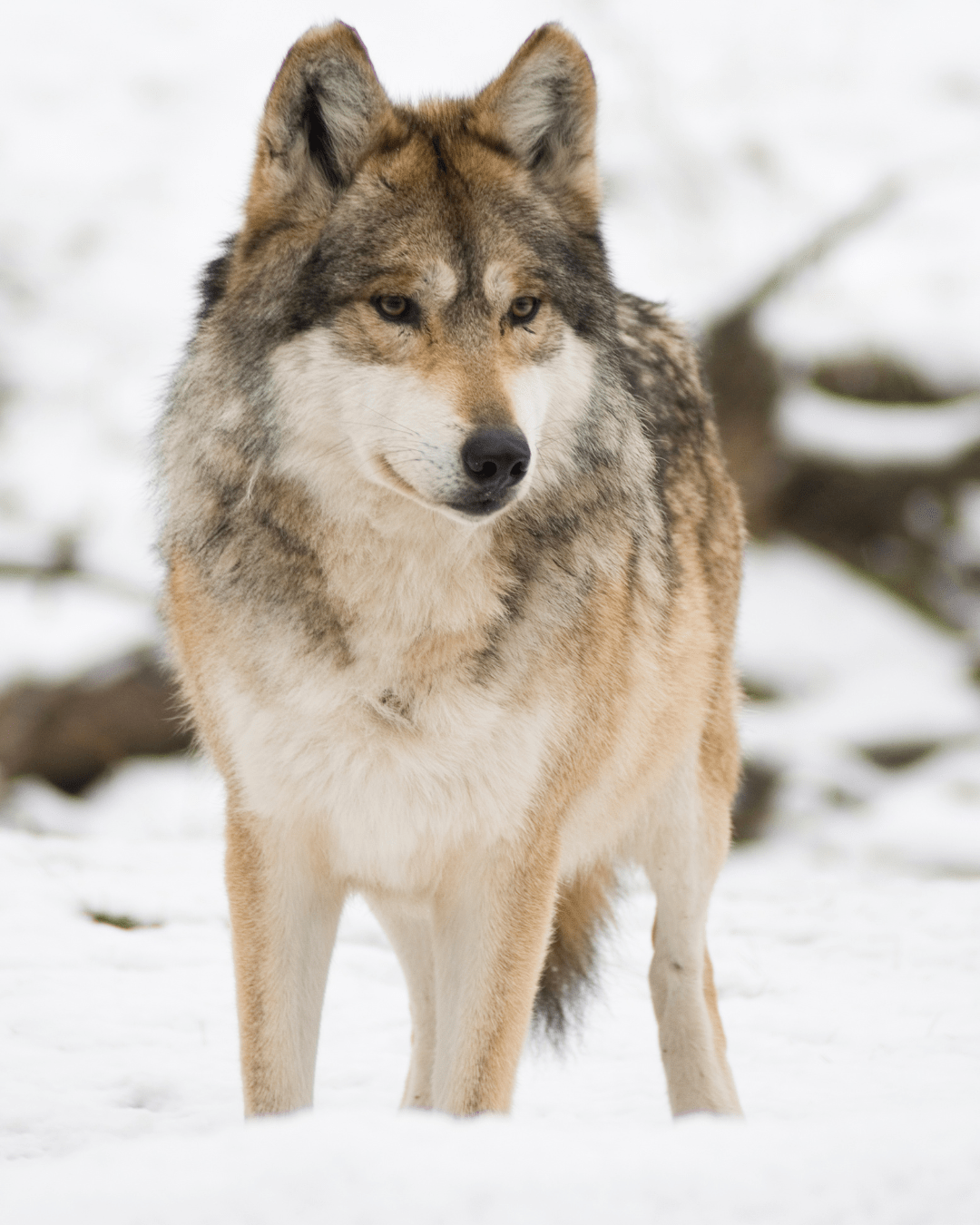 It’s the same (very, very) old story about wolves