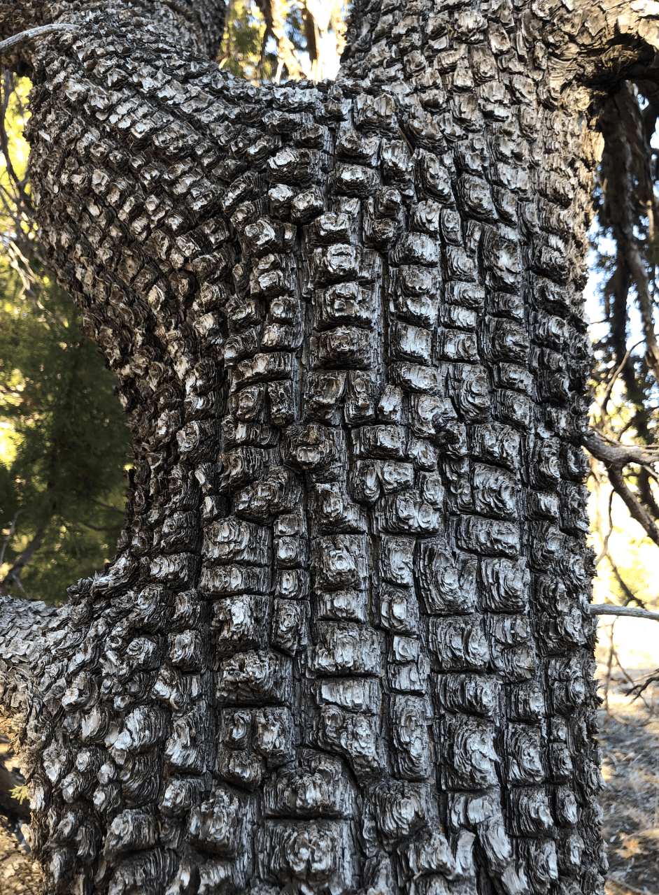 Sandia Medallion Trees Hike – Saturday (6-7 miles)