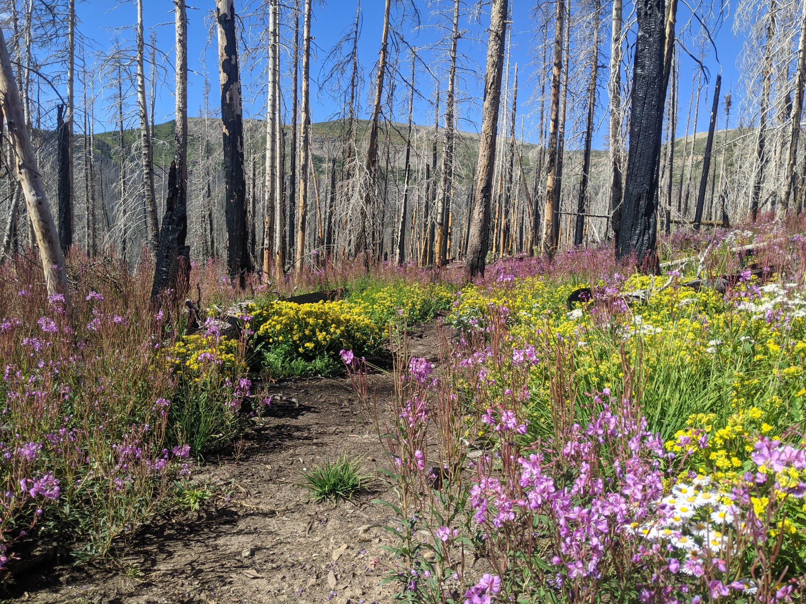 Volunteer with NM Wild Rangers: Hermit’s Peak-Calf Canyon Trail Project