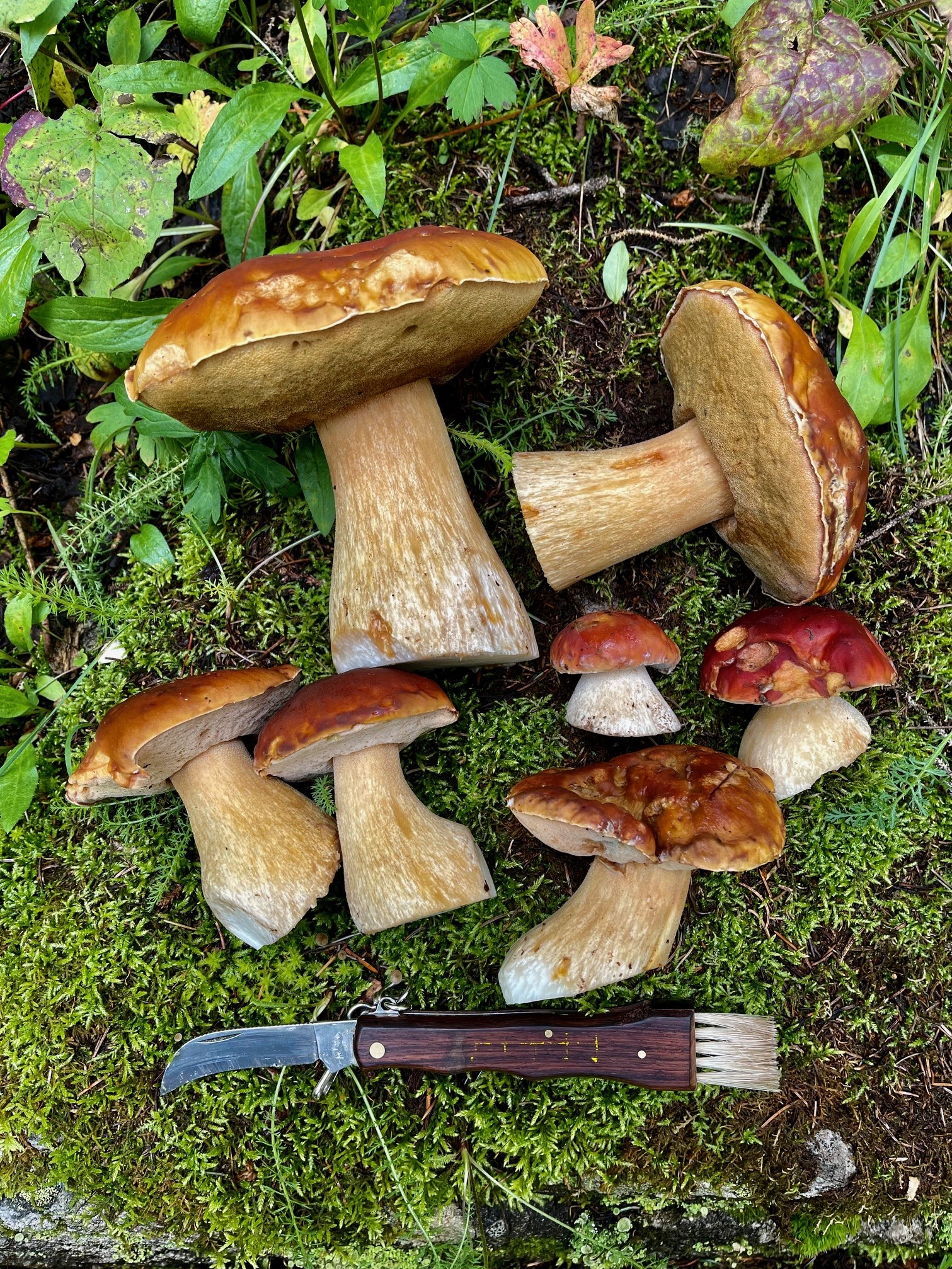 Mushroom Foraging Hike in the SF National Forest