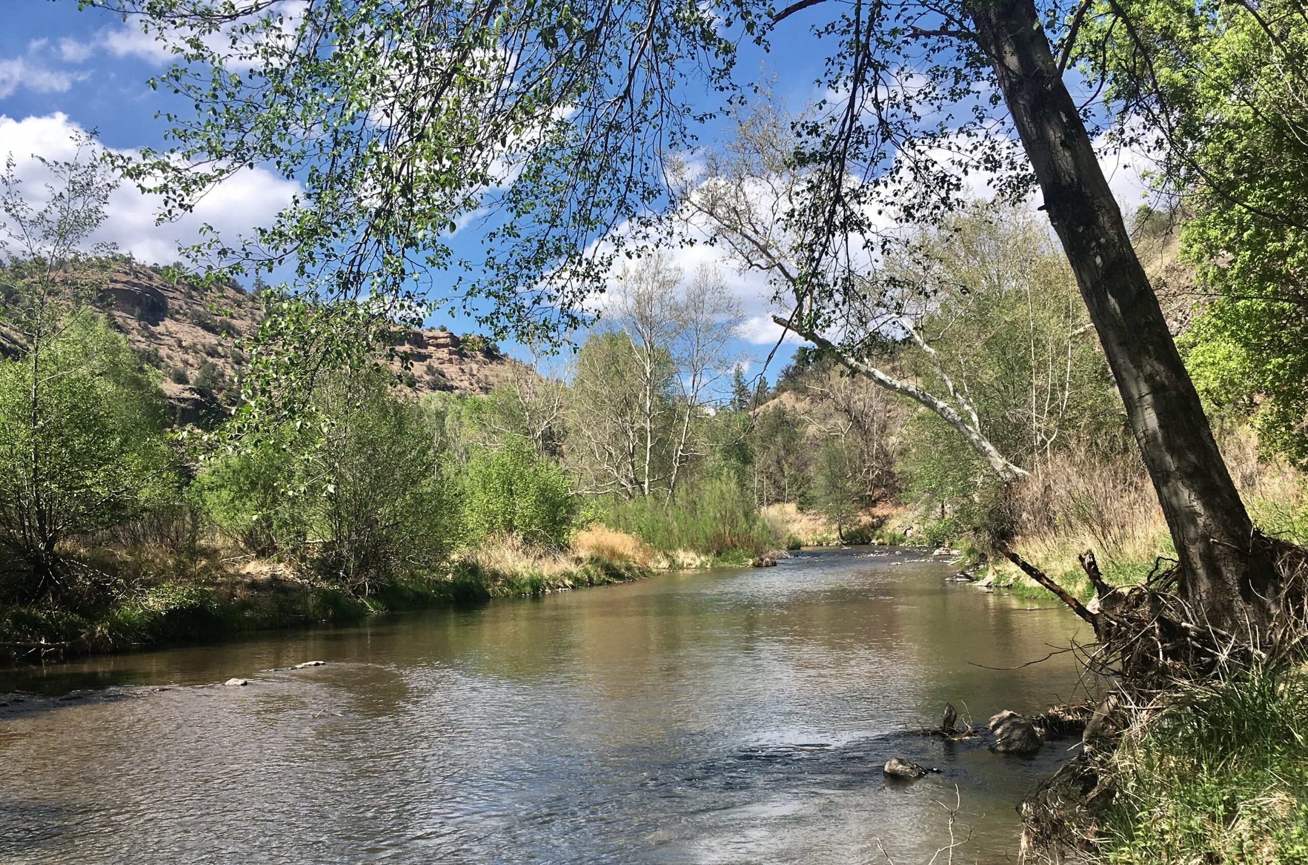 Public Lands Day-Wild & Scenic River Restoration Project – Invasive Plant Removal at the Gila River Headwaters