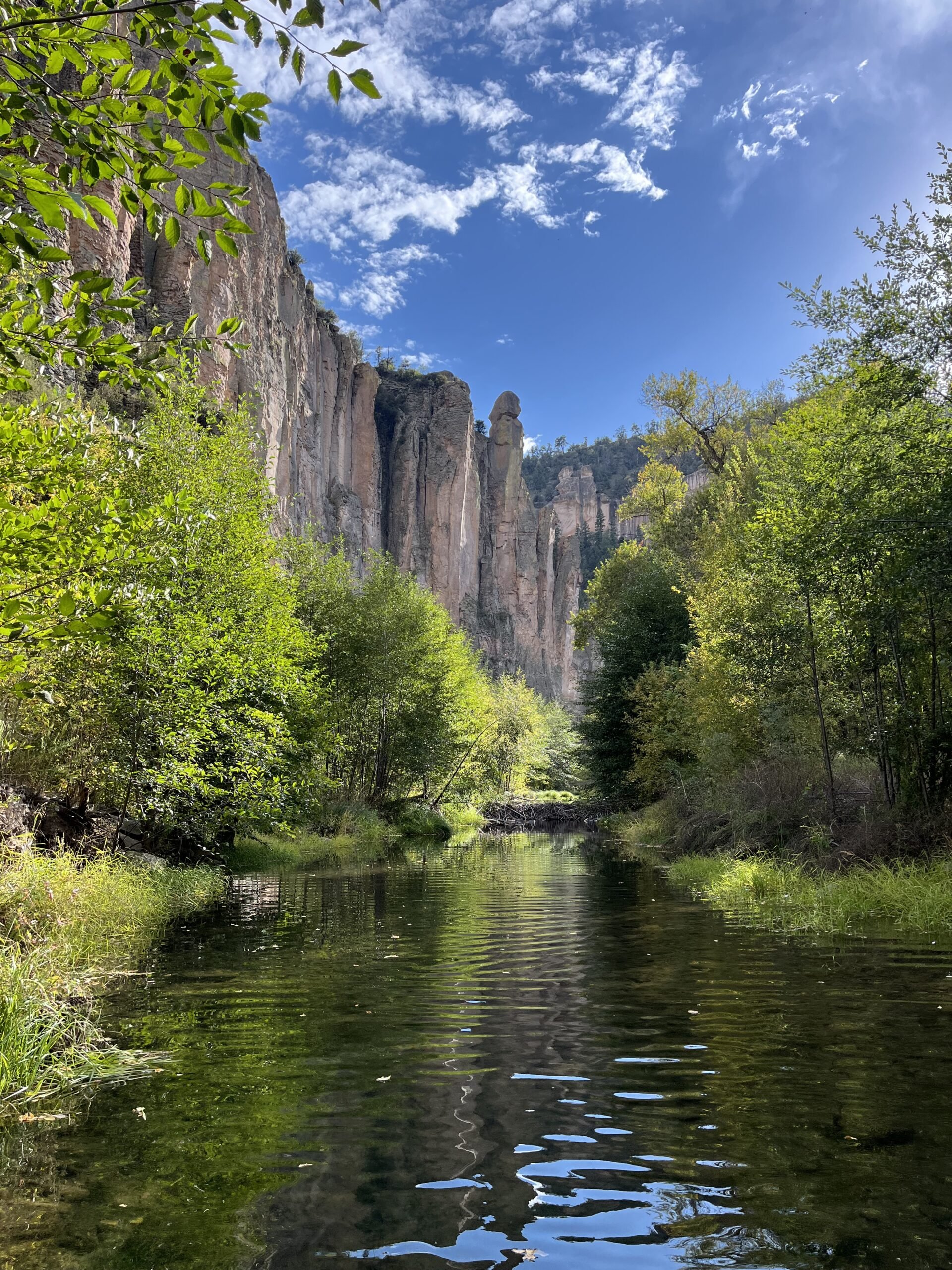 Volunteer with NM Wild Rangers: Gila Middle Fork & Jordan Hot Springs Habitat Restoration Project