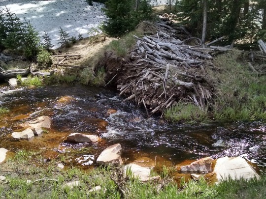 An old beaver dam along the Rio Puerco
