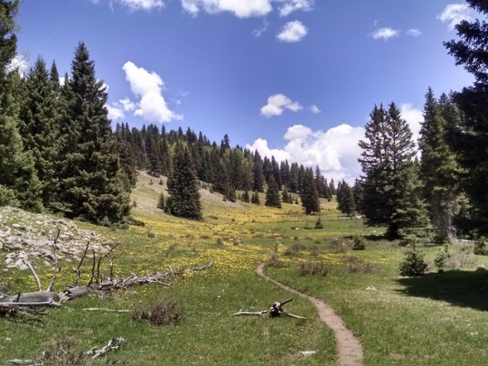 A vega (meadow) in San Pedro Parks